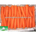 2013 Fresh Carrot in 10kg carton